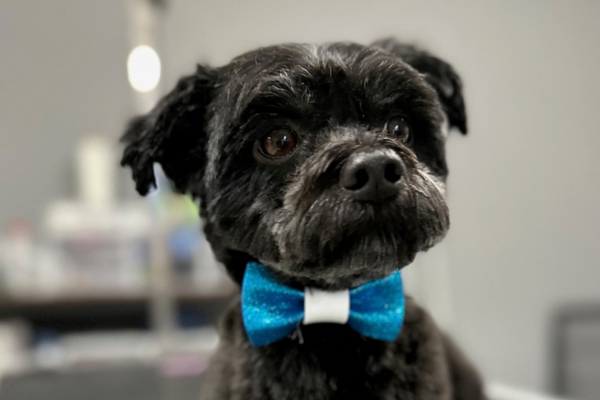 Bild 2 von Salon samt & seidig